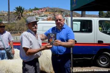Muestra de ganado de las fiestas del patrono de Telde (Foto  Francisco Javier Santana)